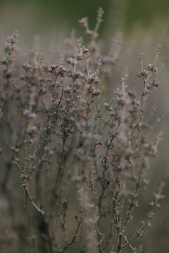 Macro shoot of white flora inside the forest
