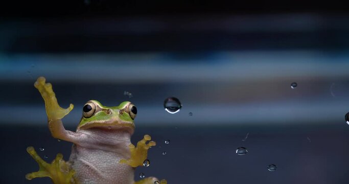 ガラス越しにこちらを見ているガエル（アマガエル）