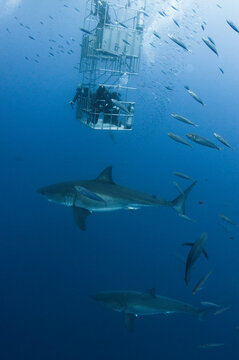 Two Great White Sharks and a Shark Cage