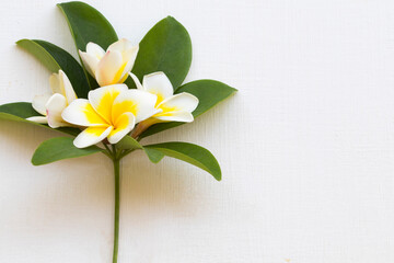 yellow flowers frangipani local flora of asia with leaf arrangement flat lay postcard style on background white 