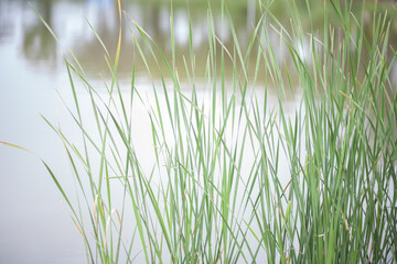 Green tall grass moving by the wind at the lake side