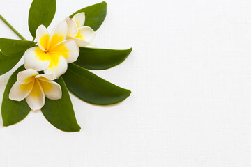 Obraz premium yellow flowers frangipani local flora of asia with leaf arrangement flat lay postcard style on background white 