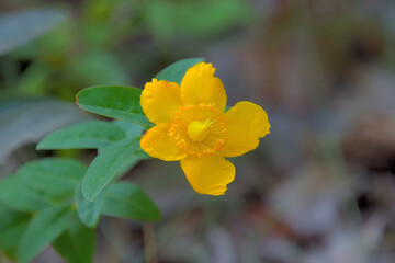 キンシバイの花