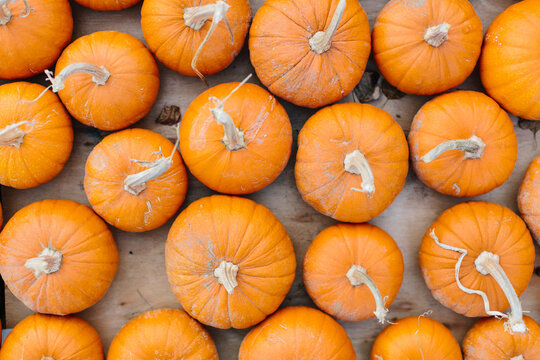 mini pumpkins