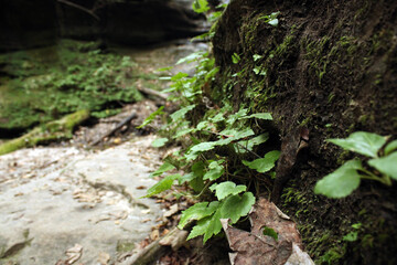 moss on the tree