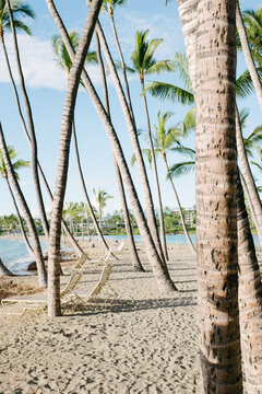 beach in Hawaii with palm trees