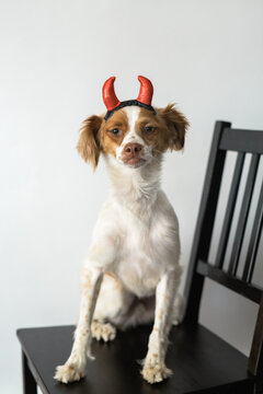 Dog with devil horns