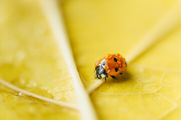 Macro shoot of yellow plants and flowers inside the forest.