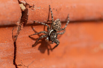 Macro photograph of a small spider