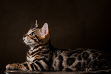 Pure breed Bengal male kitten/cat	