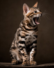 Pure breed Bengal male kitten/cat	