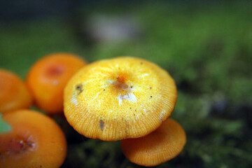 Macro of an orange mushroom