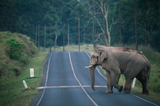 Wild Elephant at Khao Yai National Park,Thailand
