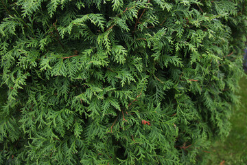Closeup of green leaves of Thuja trees. Thuja occidentalis is an evergreen coniferous tree. Platycladus orientalis also known as Chinese thuja