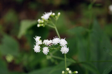 flowers in the forest