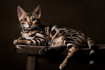 Pure breed Bengal male kitten/cat	