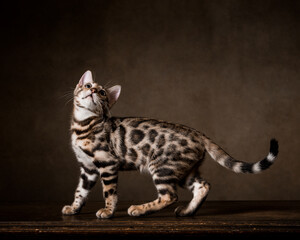 Pure breed Bengal male kitten/cat	