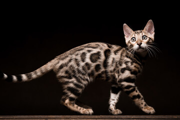 Pure breed Bengal male kitten/cat	