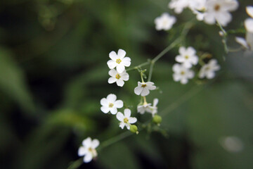white flowers in the forest