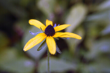 yellow flower