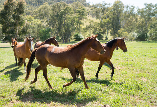 Horses on a Stud in Victoria, Australia