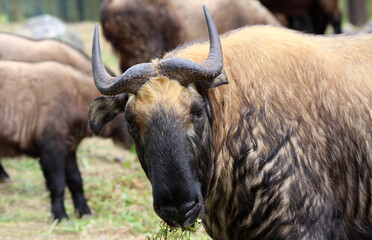 The takin, also called cattle chamois or gnu goat, is a goat-antelope found in the eastern Himalayas and this one in Bhutan.