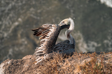 Pelicans on California Coast 