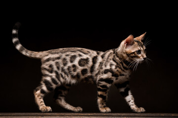 Pure breed Bengal male kitten/cat	