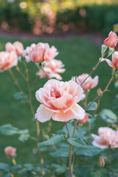 Home Grown Roses In An Apricot Pink Colour