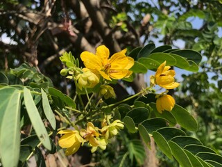 Obraz premium yellow flowers