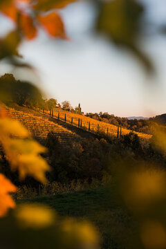 vineyards in autumn