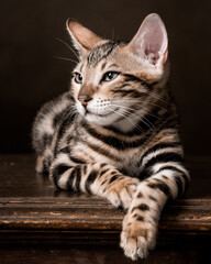 Pure breed Bengal male kitten/cat	