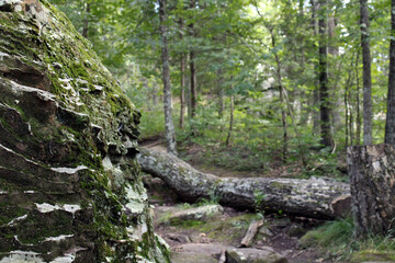 tree in the forest