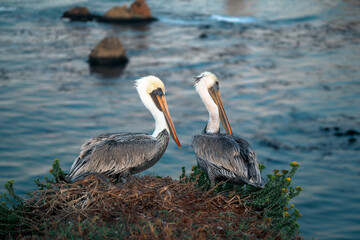 Pelicans on California Coast 