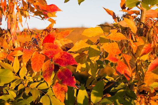 vineyards in autumn