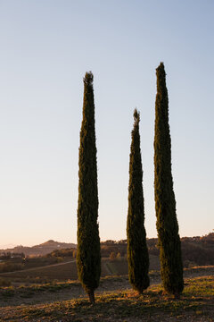 cypresses