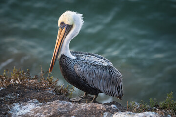 Pelicans on California Coast 