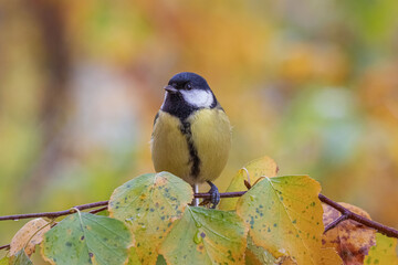 great woodpecker on branch