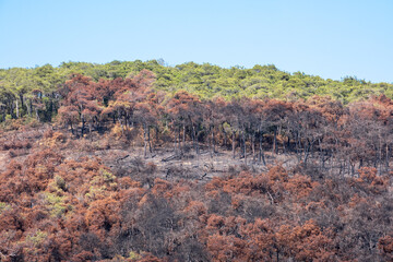 forest fire, burnt trees and bushes