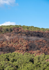forest fire, burnt trees and bushes