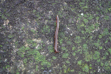 A millipede on a mossy wall