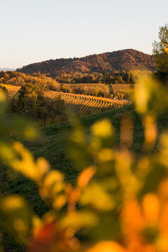 vineyards in autumn