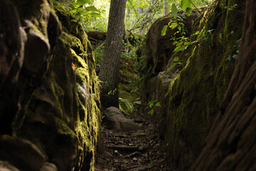 tree in the forest