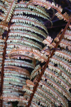 Brown fern in autumn