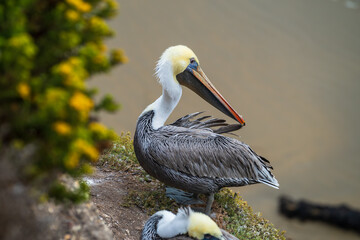 Pelicans on California Coast 