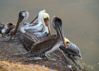 Pelicans on California Coast 