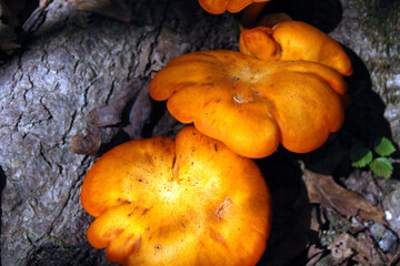 mushrooms in the forest