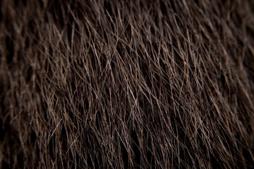 Close up of the brown cat's fur is arranged vertically. Can use for add text and abstract background.The long fur of a mammal is brown.