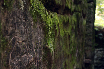 moss on stone wall