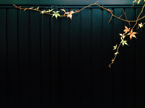 Autumnal leaves on a black fence